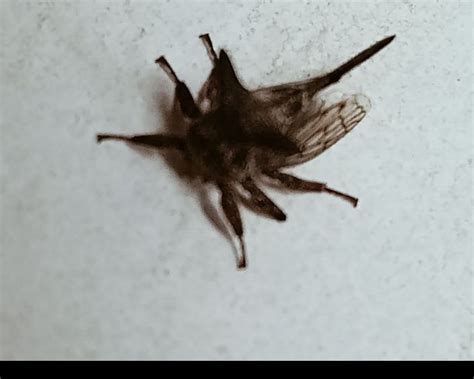 entomology - Insect identification request : is it any species from muscidae family or some ...