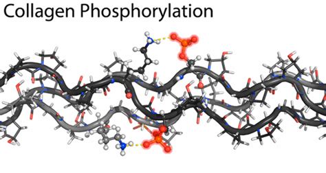 通过磷酸化控制胶原蛋白三螺旋的稳定性biomacromolecules X Mol