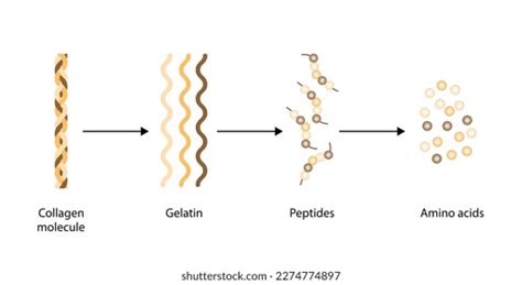 Digesti N De Col Geno Desnaturalizaci N Degradaci N E Vector De