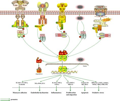 The Activation And Regulation Of Ikkβnf κb Pathway ①the Binding Of