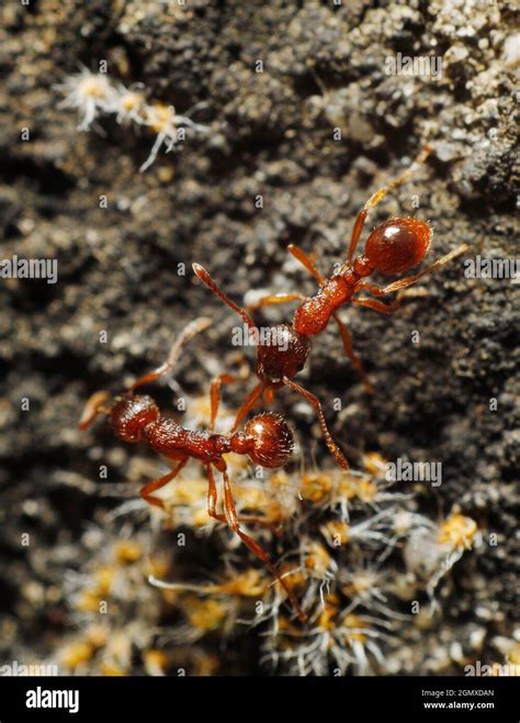 Ant head anatomy hi-res stock photography and images - Alamy