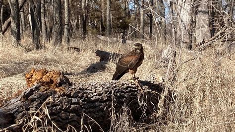 Dexter The Male Harris Hawk Catches 2 Rabbits Today Youtube