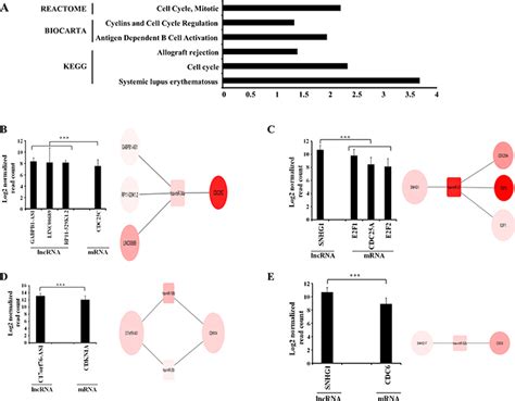 Genetic Landscape Of Long Noncoding Rna Lncrnas In Glioblastoma