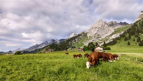 L alpage de montagne un espace préservé Savoie Mont Blanc Savoie et