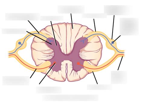 Labeled Transverse Section Of The Spinal Cord Diagram Quizlet