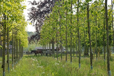 Van Den Berk Levert Eerste Biologische Bomen Hortipoint