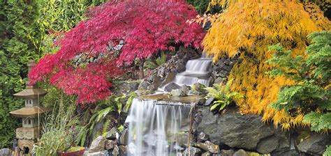 Backyard Waterfall with Japanese Maple Trees in Fall Panorama ...