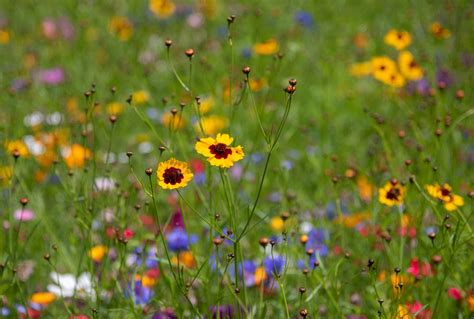 Wildflowers