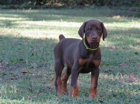 Yellow Female Skye Akc Doberman Puppies For Salehawthorne Fl