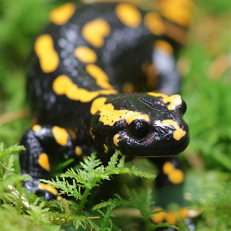 Frogs, Toads and Salamanders - Roanoke Outside Foundation