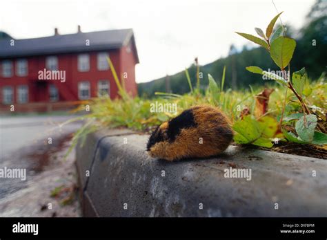 Lemming Migration High Resolution Stock Photography and Images - Alamy