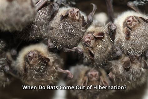 When Do Bats Come Out of Hibernation?