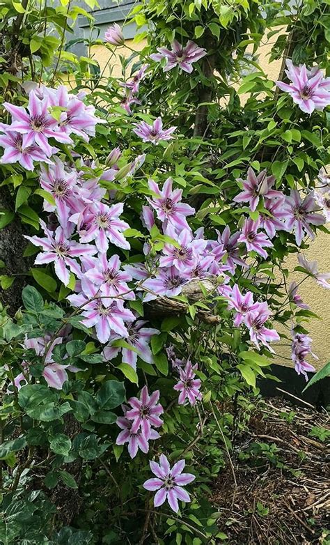 Waldrebe Nelly Moser Clematis Hybriden Nelly Moser G Nstig Kaufen