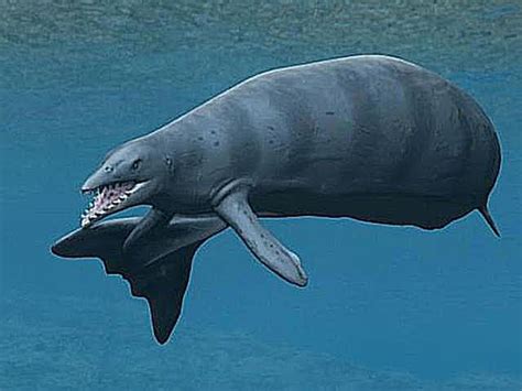 Pictures And Profiles Of Prehistoric Whales Prehistoric Animals