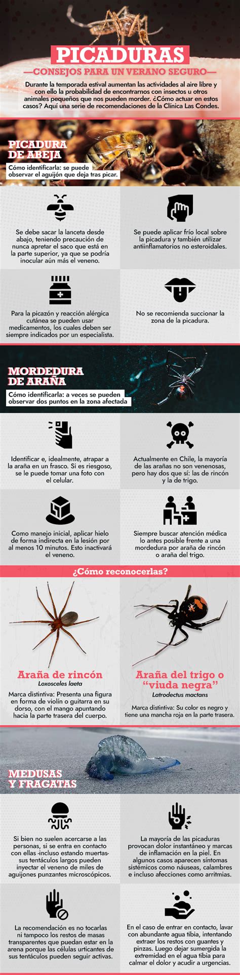 Abejas arañas medusas o fragatas Qué hacer en caso de picaduras y