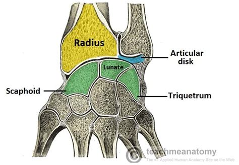 The Wrist Joint Is Formed By Distally The Proximal Row Of The Carpal