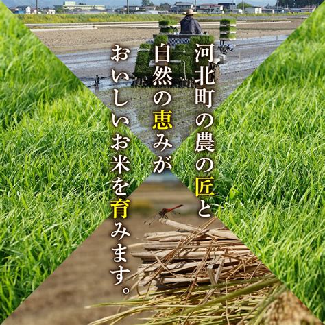 【楽天市場】【ふるさと納税】令和5年産 定期便 はえぬき 3ヶ月（計30kg） 6ヶ月（計60kg） 各月 10kg 内容量 と 発送時期が