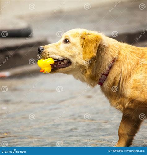 Perro Que Mastica El Pato De Goma Amarillo Del Juguete Imagen De