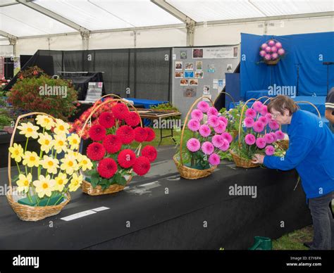 National Dahlia Society Show Hi Res Stock Photography And Images Alamy