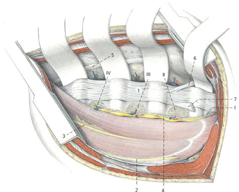 4 Lumbar Spine and Lumbosacral Junction | Musculoskeletal Key