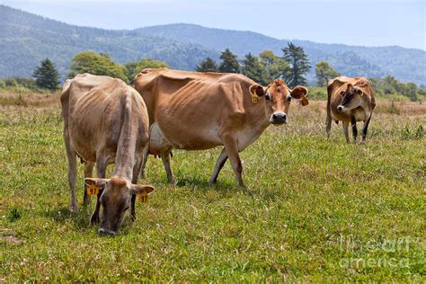 Jersey Dairy Cows Grazing Photograph By Inga Spence Fine Art America