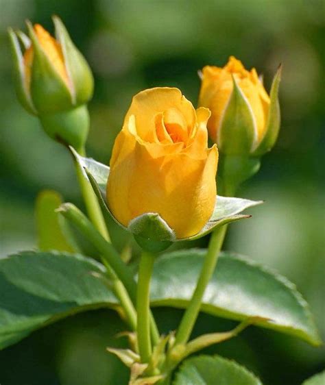 Rose Seeds Flower Seeds Yellow Rose Flower Yellow Flowers Beautiful