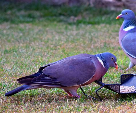 Free Photo Wood Pigeon Bird Common Feeding Free Download Jooinn