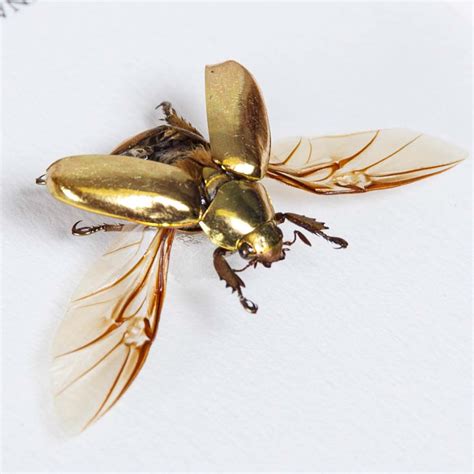 Golden Scarab Beetle With Wings Spread In Box Frame Chrysina Resplendens