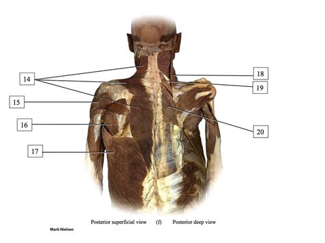 Posterior Superficial Deep View Human Cadaver Practice Diagram Quizlet