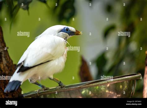 Balis Artenvielfalt Fotos Und Bildmaterial In Hoher Aufl Sung Alamy