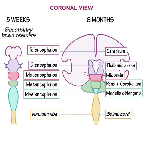 Embryology Glossary Brain Vesicles Ditki Medical Biological Sciences