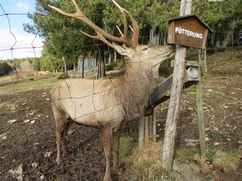 Rotwild Wildgehege Messstetten