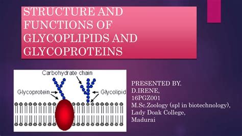 Structure And Functions Of Glycoplipids And Glycoproteins Ppt