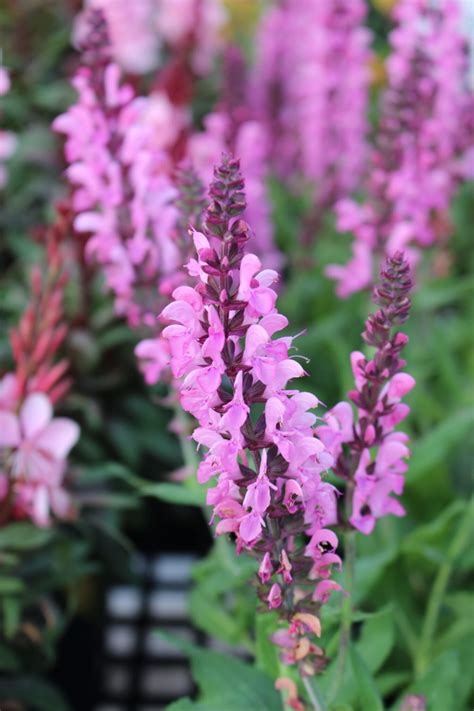 Salvia ‘Pink Nebula’ - Lawn & Garden Retailer