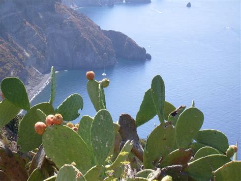 Fichi D India A Lipari Paesaggi Sicilia Fichi