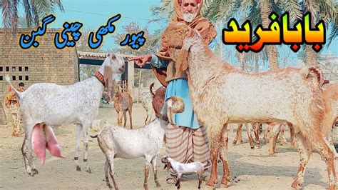 Pure Makhi Cheeni Praignint Goats Full Havey At Umar Goat Farm Goat