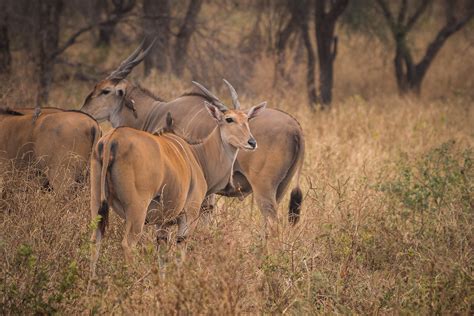 Common Elands Tarangire National Park Tanzania Jonathan G Flickr