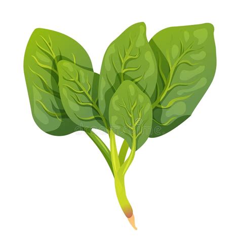 Spinach Vector Illustration Vegetable Isolated Stock Vector