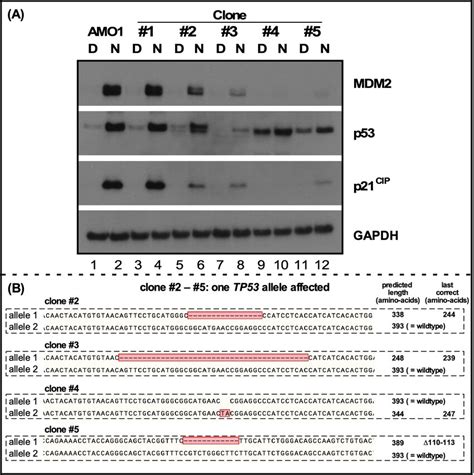 Analysis Of Amo Clones With One Allele Of Tp Deleted A