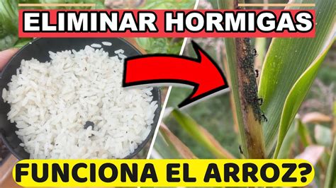 NO Uses ARROZ Para ELIMINAR HORMIGAS Sin Saber ESTO Combatir