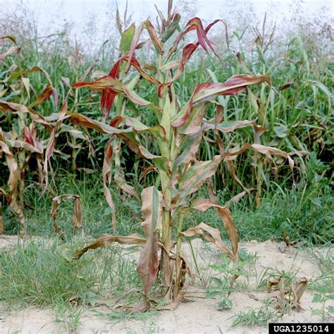 What Is Corn Stunt Disease: Learn About Sweet Corn Stunt Causes And