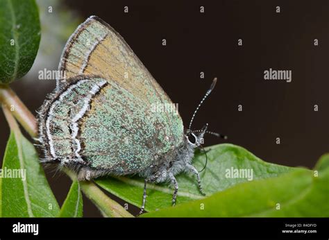 Sandia Hairstreak Hi Res Stock Photography And Images Alamy
