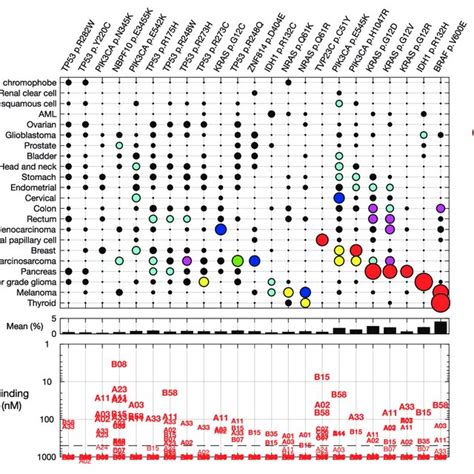 Tumor Mutational Burden Tmb In Each Tumor From Tcga Profiles Download Scientific Diagram