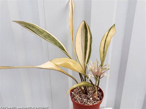 Суккулентные растения, Петр Лапшин, каталог для заказа - succulents by ...