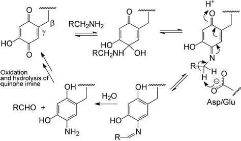 Scheme 2. Proposed mechanism of SSAO oxidative deamination. 7 ...