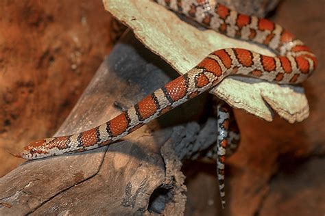 Eastern Milk Snake