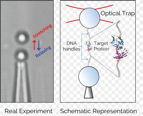 Optical Tweezers Single-molecule Experiment Magnetic Tweezers Optics ...