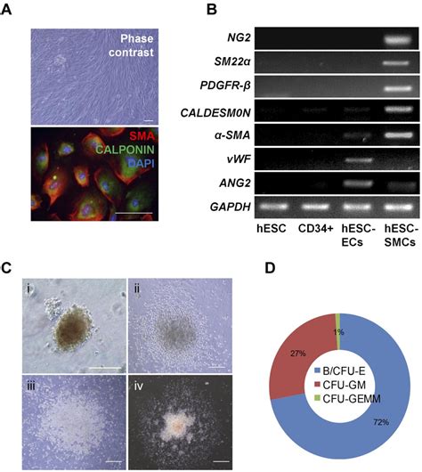 Differentiation Of Hesc Derived Cd Cells To Vascular Smooth Muscle