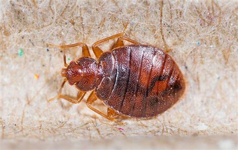 Bed Bugs Common Pest Identification In Waltham Ma