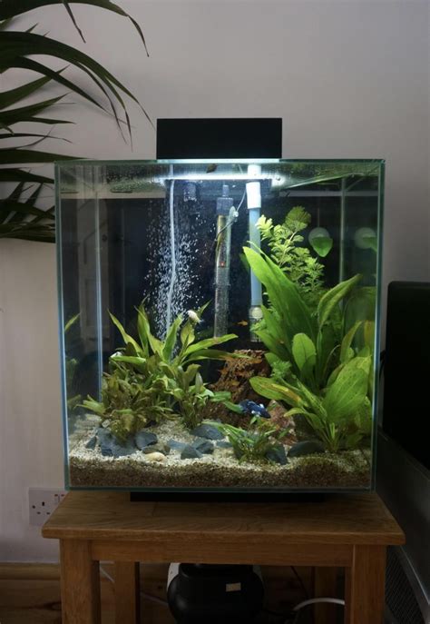 I have this fish tank for a year and look how the plants have grown : r/PlantedTank